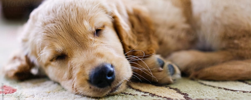 How does a golden retriever react when it sleeps?
