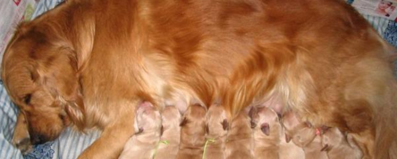 Golden Retrievers should pay attention to the first birth