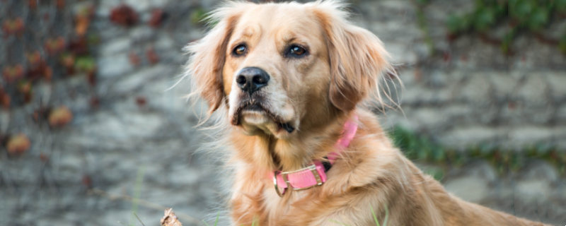Early Symptoms of Golden Retriever Distemper