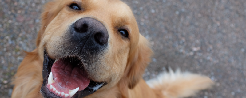 How to train a golden retriever