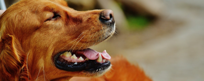 What to do if the golden retriever likes to drink beer