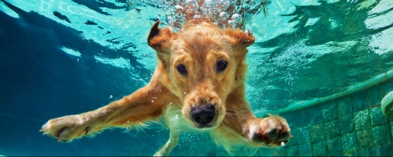 How long can golden retriever swim