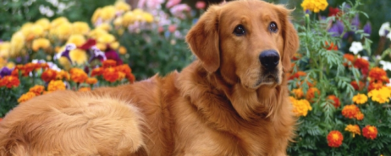 Precautions for golden hair care
