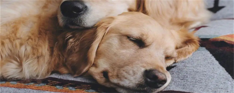 The most difficult time to raise a golden retriever