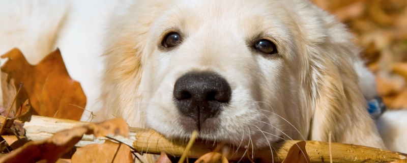 Can golden retriever puppies eat shrimp skin?