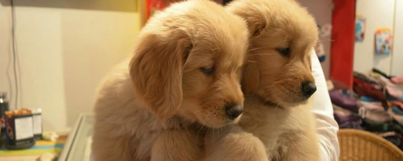 What to do if the golden retriever puppy catches a cold in the bath