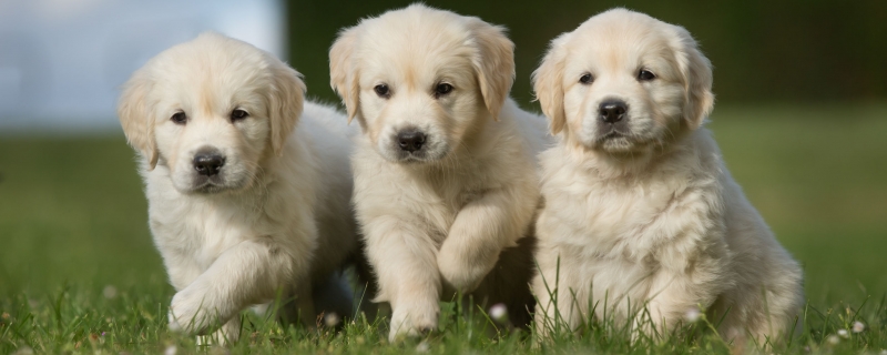 How to squeeze the anal glands of golden retriever puppies