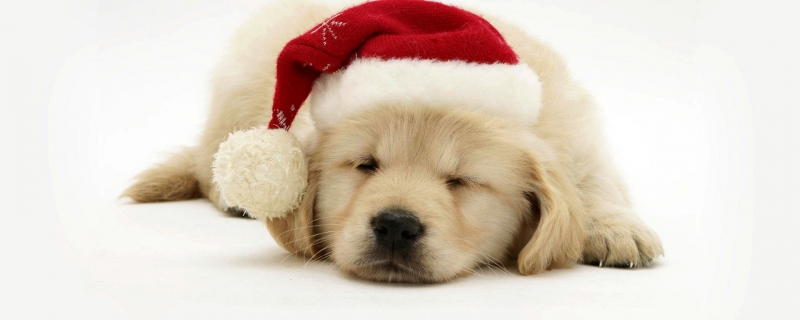 Golden retriever puppies will walk in a few days