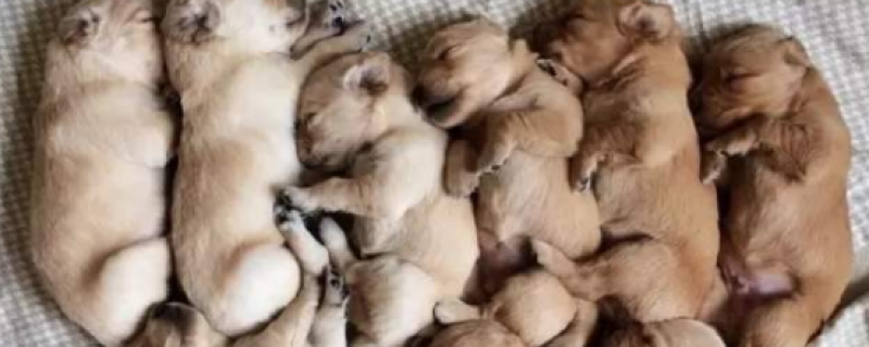 How to feed golden retriever puppies