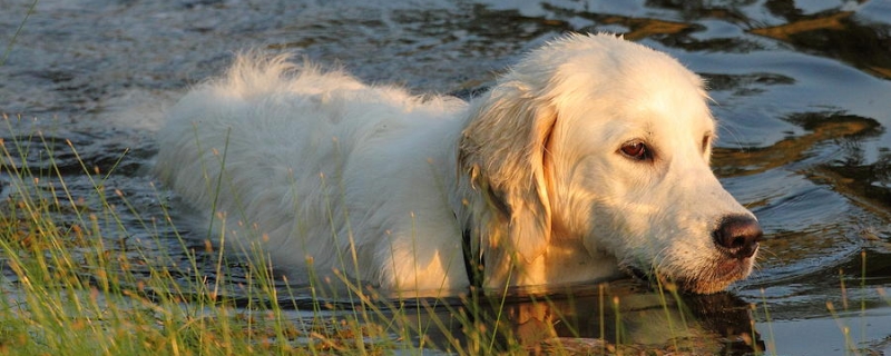 Can golden retriever go swimming every day in summer?