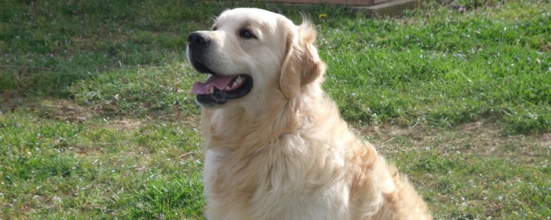 What movements can Golden Retrievers train?