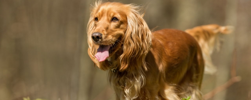 How long can golden hair breed after estrus