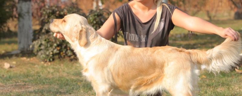 The golden retriever started to grow rapidly in a few months