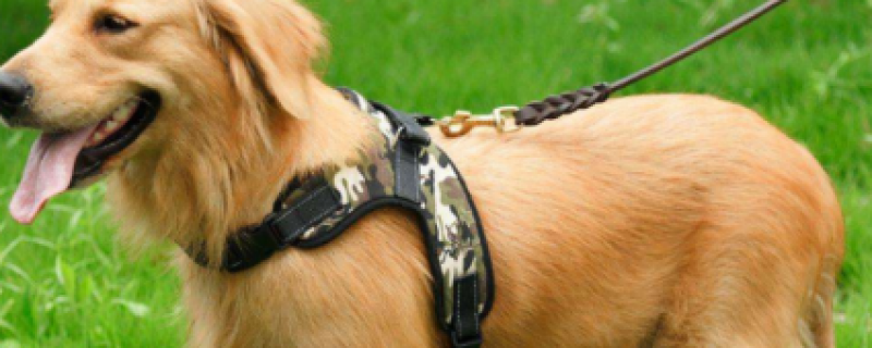 Golden retriever sad expression