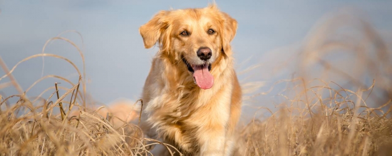 When does the golden retriever grow chest hair