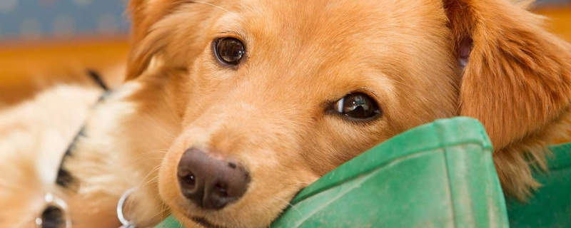 What should I do if the golden retriever loses hair for three months?