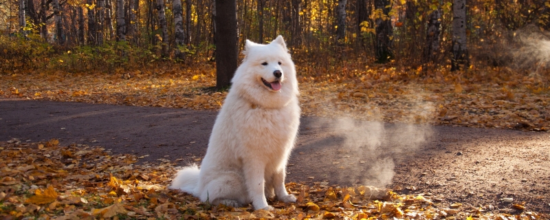 What to pay attention to when walking a Samoyed