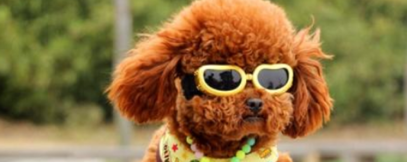 Types of Fish Suitable for Dogs