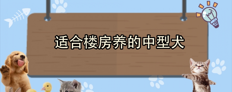 Medium-sized dogs suitable for buildings
