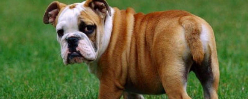 What are the dogs that are suitable for domestication without hair loss?