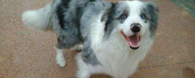 Bianmu blue eyes, one blue and one black