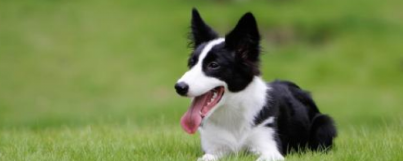 What kind of dog food is good for border collies?
