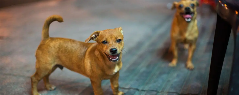 Dog chasing owner's foot while walking