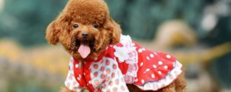 What kind of food can poodle eat