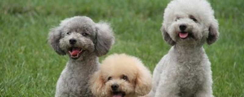 How to raise a poodle so that it doesn't stink