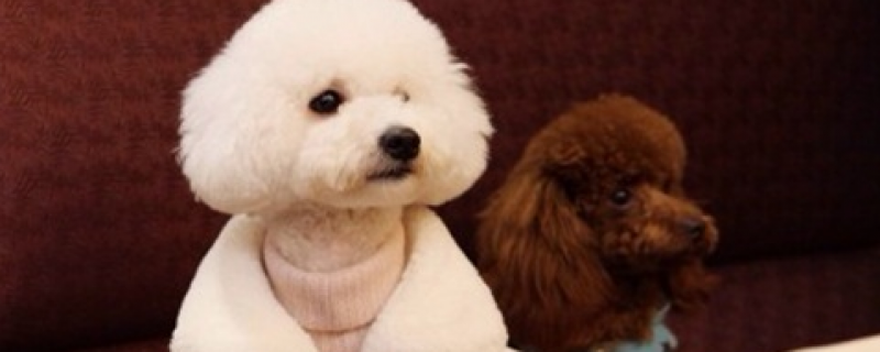 What food do poodles eat during pregnancy