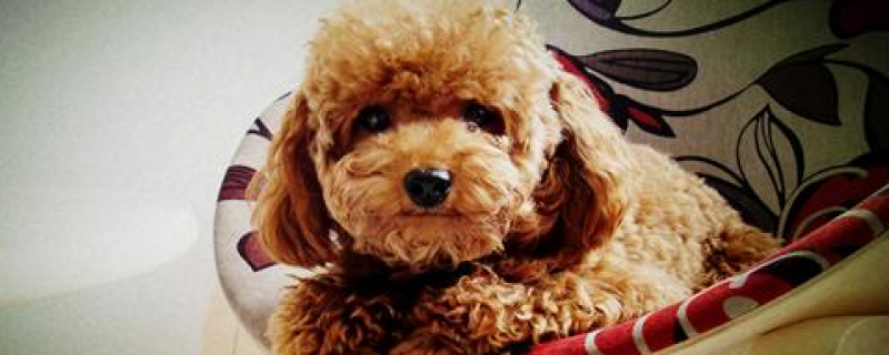 Do poodles only recognize one owner?