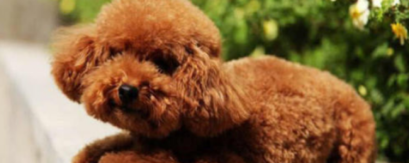 How many grams of dog food does a poodle eat