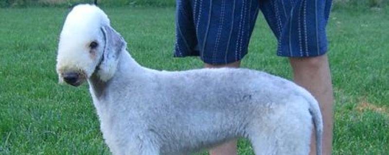 How to feed Bellingdon Terrier puppies