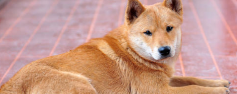 The difference between Doshiba Inu and Shiba Inu