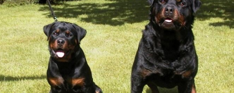 What breed of dog is a police dog