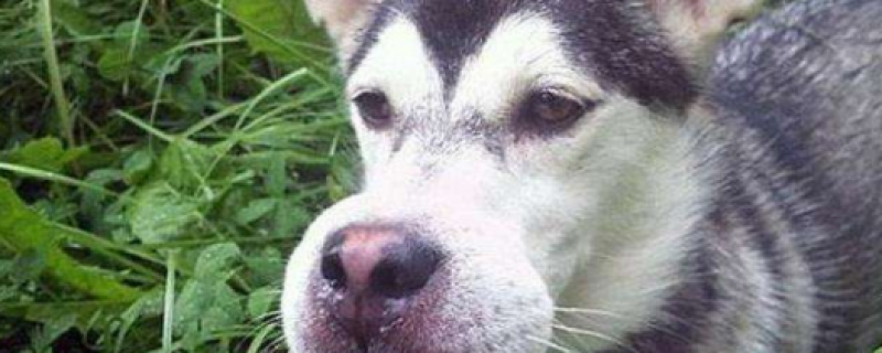 dog stung by bee