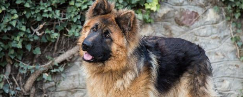 Do I need to be vaccinated if I was bitten by my dog ​​and bleed?