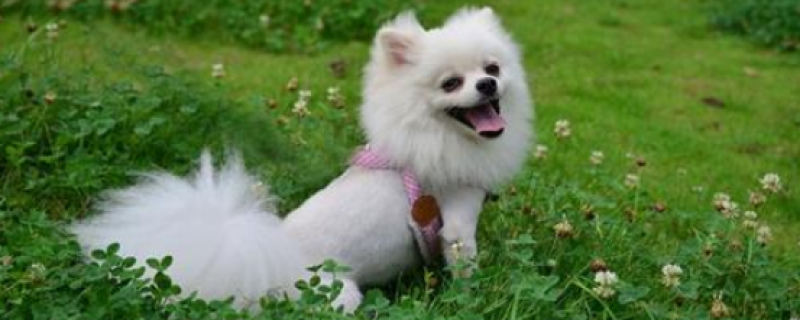What to do if bitten by a dog