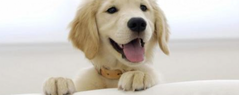 What to do if you are bleeding from a dog bite