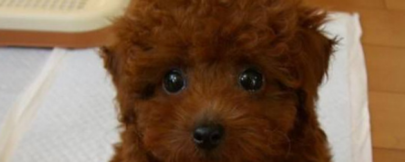 Scratched by a Teddy dog's paw and broke the skin