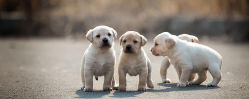 Is it okay to be bitten by a dog who has been vaccinated?