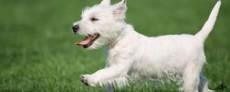 Do you need an injection if you are bitten by a puppy and the skin is not broken?