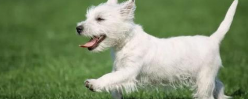 Chances of getting rabies from a domestic dog bite