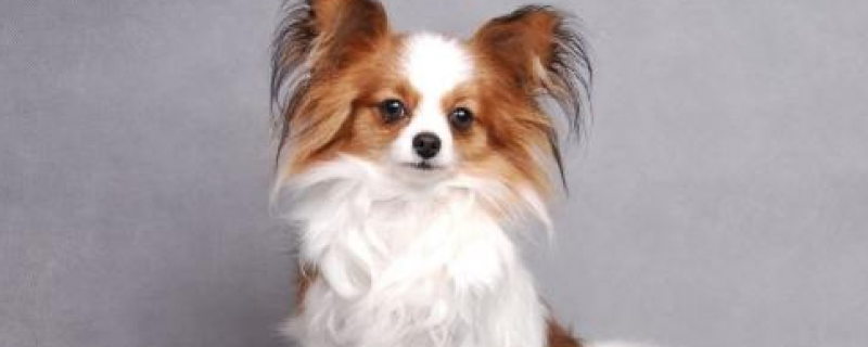 Papillon puppies like clay dogs