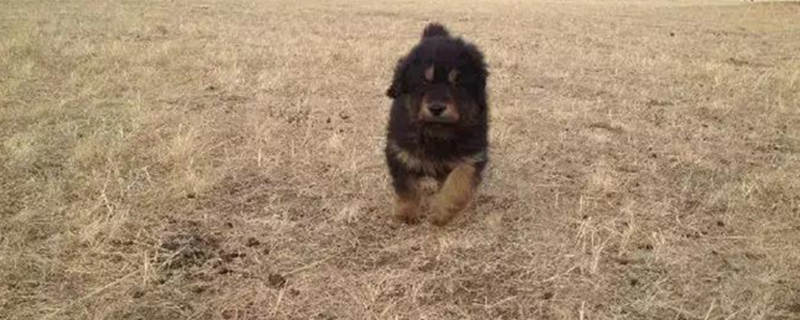 The difference between Mongolian Mastiff and Tibetan Mastiff