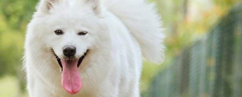 Samoyed hair too much will not be too hot