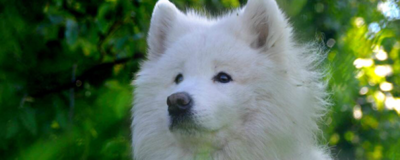 Do Samoyeds bite?