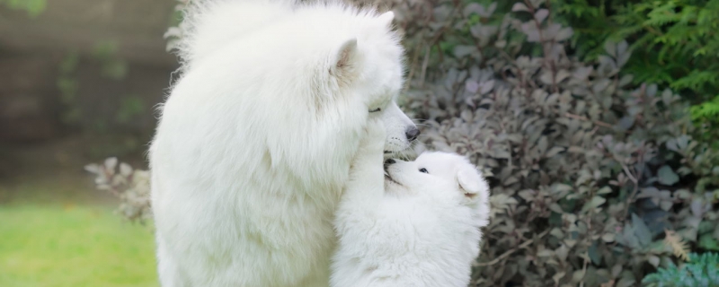 What dog food is best for Samoyeds?
