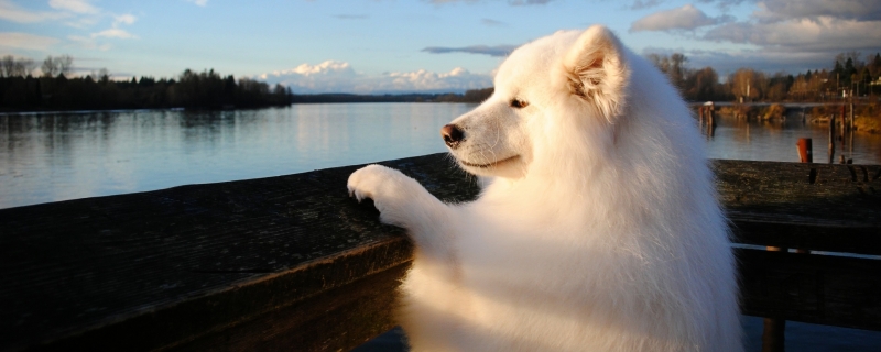 Why do Samoyeds molt?