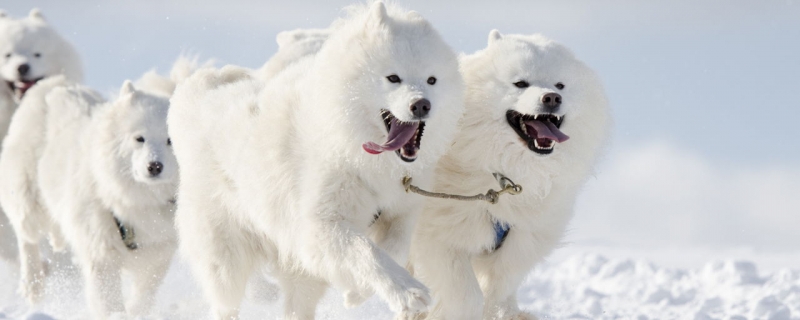 Fruits that Samoyeds can't eat